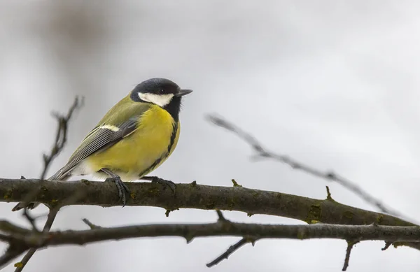 Great Tit National Park Podyji Southern Moravia Czech Republic — стоковое фото