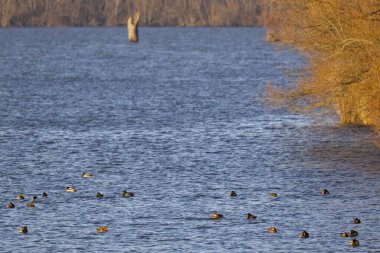 Nove Mlyny rezervuarındaki kuşlar, Güney Moravya, Çek Cumhuriyeti