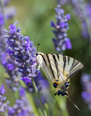 Lavanta, Provence, Fransa 'da Fennel Kırlangıç Kuyruğu