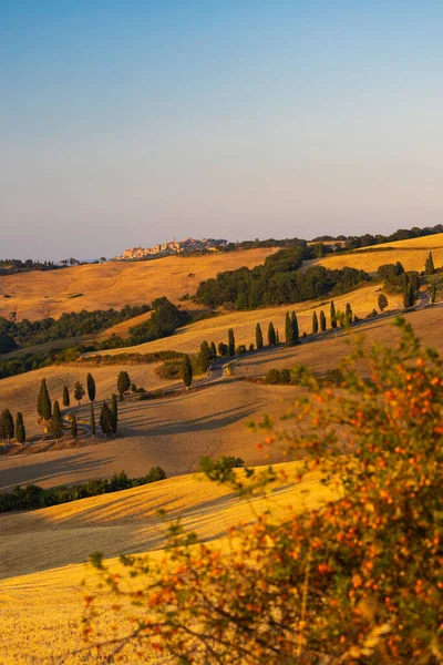 Cipressi Monticchielo Typisk Toskansk Landskap Nära Montepulciano Italien — Stockfoto