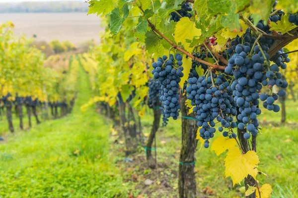 Синій Виноград Каберне Совіньйон Осінньому Винограднику Південна Моравія Чехія — стокове фото