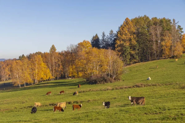 典型的なスマヴァの秋の風景 南ボヘミア チェコ共和国 — ストック写真