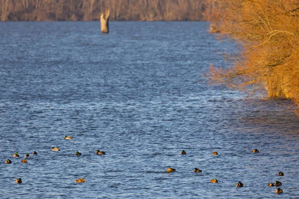 Птахи Нове Водосховище Млині Південна Моравія Чехія — стокове фото