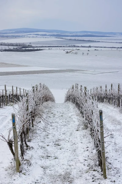 Zimowa Winnica Pobliżu Mikulov Region Palava Morawy Południowe Czechy — Zdjęcie stockowe