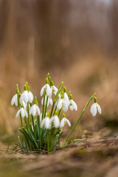 捷克共和国 摩拉维亚南部 Podyji Snowdrops — 图库照片