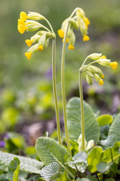 Wilde Lenteprimrose Noord Bohemen Tsjechië — Stockfoto