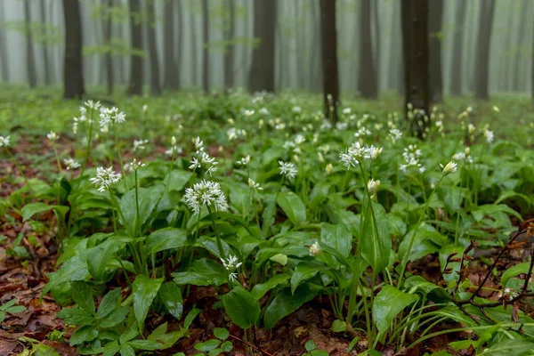 Orsi Aglio Faggio Primaverile Nei Carpazi Bianchi Moravia Meridionale Repubblica — Foto Stock