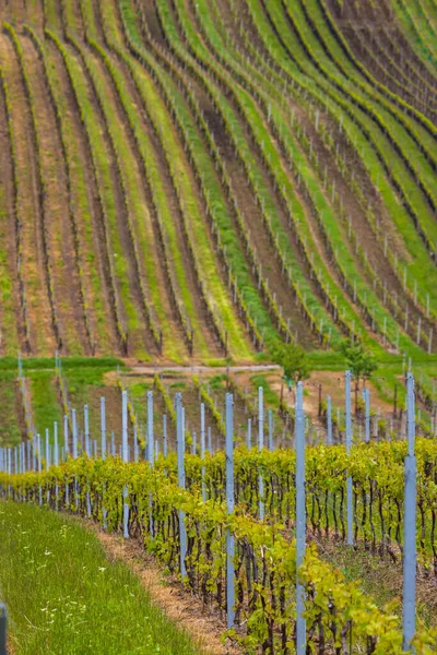 Vinha Primavera Perto Cejkovice Morávia Sul República Checa — Fotografia de Stock