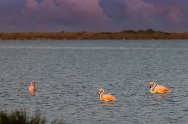 Flamingo Parc Naturel Regional Camargue Provence France — Stock Photo, Image