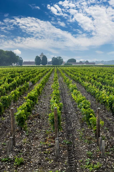 Chateau Lagrange Bordeaux Aquitaine Fransa Yakınlarındaki Tipik Üzüm Bağları — Stok fotoğraf