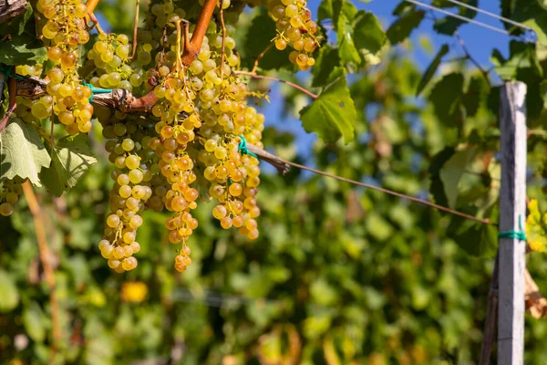 Uve Harslevelu Nella Regione Tokaj Sito Unesco Great Plain Ungheria — Foto Stock