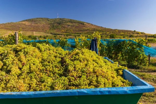 Grape Collection Vintage Time Tokaj Region Great Plain North Hungary — Stock Photo, Image