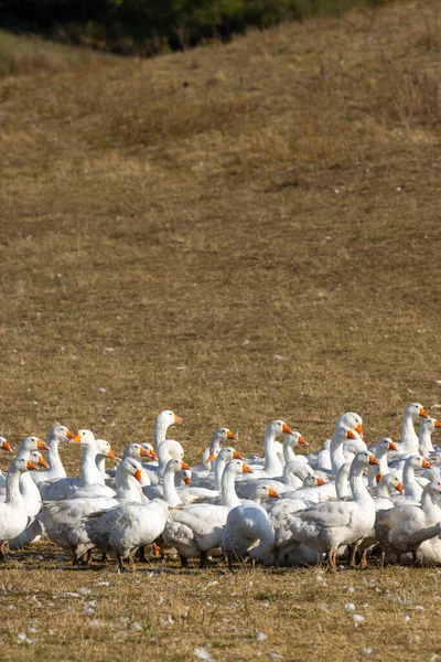 Flock Geese Open Air Hungary — Stock Photo, Image