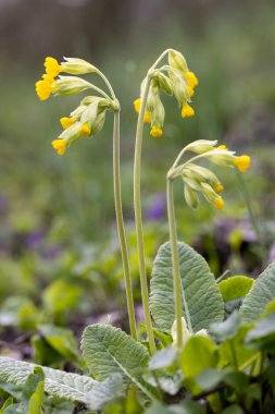 Vahşi bahar çuha çiçeği, Kuzey Bohemya, Çek Cumhuriyeti