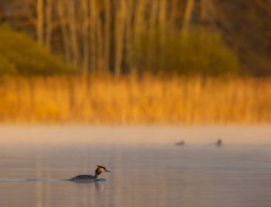 Great Crested Grebe (Podiceps kriteri), Güney Bohemya, Çek Cumhuriyeti