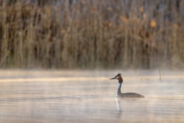 Great Crested Grebe (Podiceps kriteri), Güney Bohemya, Çek Cumhuriyeti