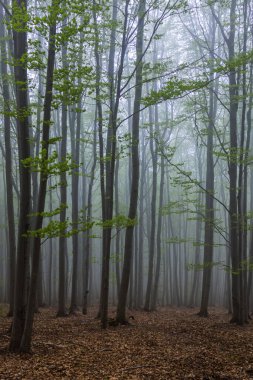 Beyaz Karpatlar 'daki Bahar Kayın Ormanı, Güney Moravya, Çek Cumhuriyeti