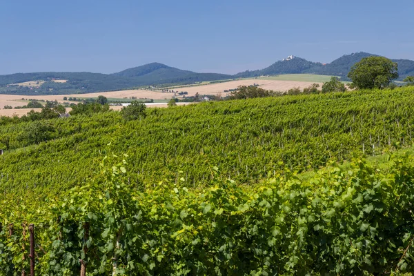 Landscape Vineyards Buchlov Castle Slovacko Southern Moravia Czech Republic — Stockfoto