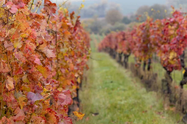 Roter Herbst Weinberg Südmähren Tschechische Republik — Stockfoto