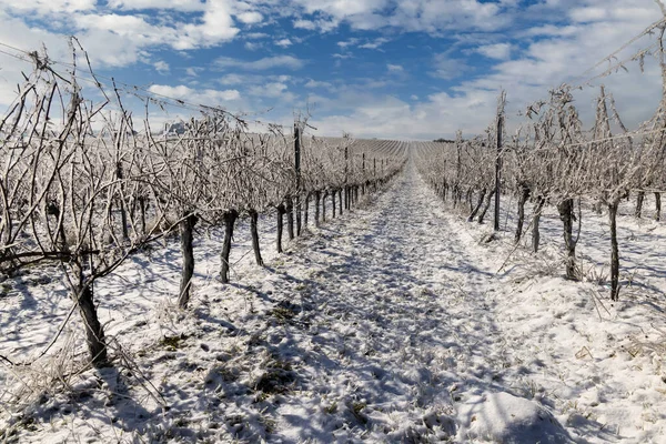 Vinha Inverno Perto Mikulov Região Palava Morávia Sul República Checa — Fotografia de Stock