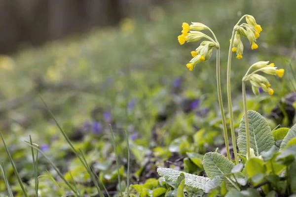 Primula Primaverile Selvatica Boemia Settentrionale Repubblica Ceca — Foto Stock