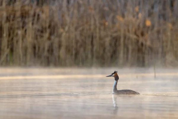 Большая Хрустящая Седина Podiceps Cristatus Южная Америка Чехия — стоковое фото