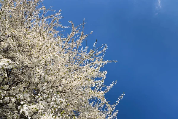 Witte Bloeiende Boom Tegen Blauwe Lucht — Stockfoto