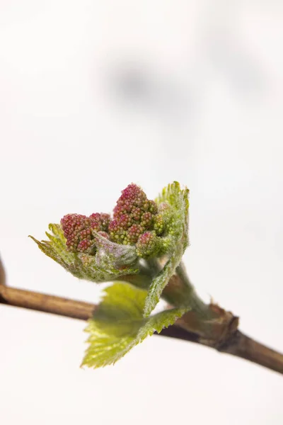 Early Spring Flovers Vines Southern Moravia Czech Republic — Stock Photo, Image