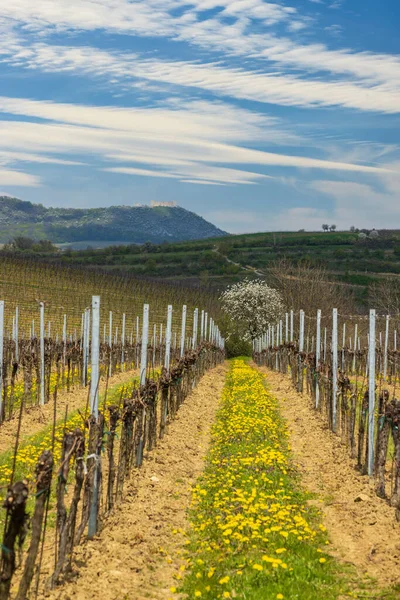 Spring Vineyards Palava Milovice Southern Moravia Czech Republic — Zdjęcie stockowe