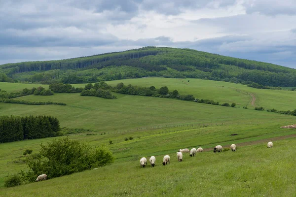 Paisagem Primavera Com Ovelhas Brancas Cárpatos Brancos República Checa — Fotografia de Stock