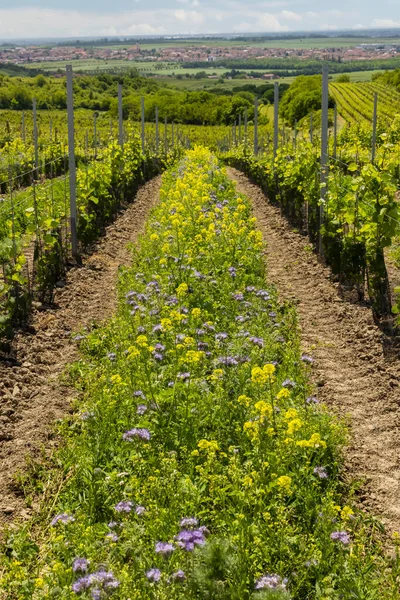Floral Spacing Organic Vineyard Southern Moravia Czech Republic — Stock Photo, Image