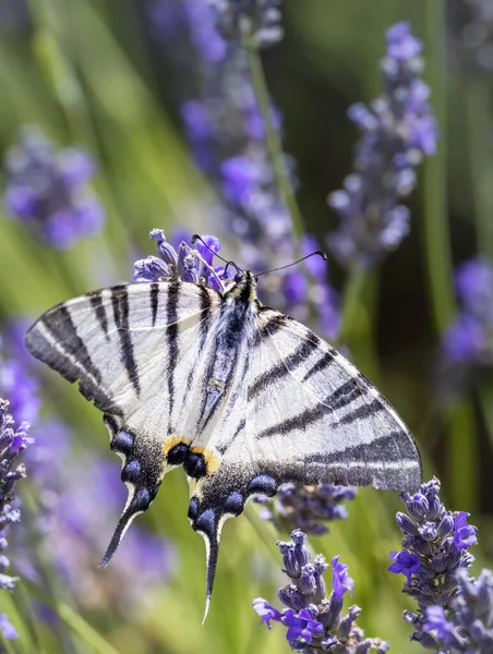 Fennel Swallowtail Lavender Provence France — Stock Photo, Image