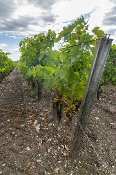 Typical Vineyards Saint Julien Beychevelle Bordeaux Aquitaine France — Stock Photo, Image