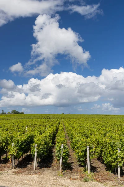 Viñedos Típicos Cerca Saint Estephe Burdeos Aquitania Francia — Foto de Stock