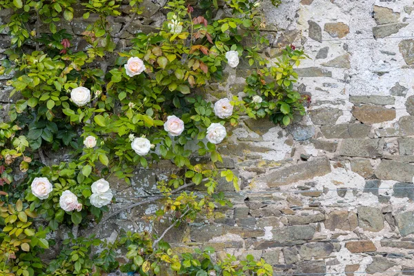 Serrant Castle Chateau Serrant Saint Georges Sur Loire Maine Loire — Stock Photo, Image