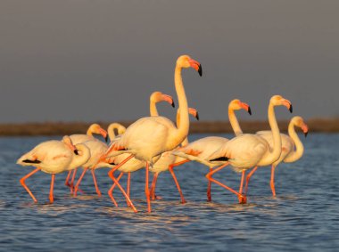 Flamingo in Parc Naturel bölgesel de Camargue, Provence, Fransa