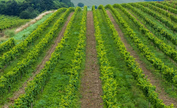 Voorjaarswijngaard Bij Cejkovice Zuid Moravië Tsjechië — Stockfoto