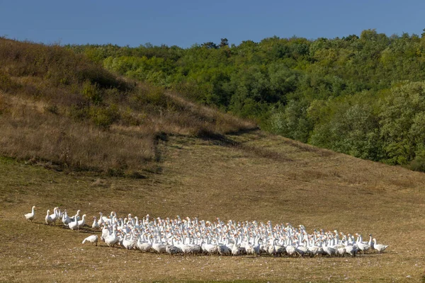 Gässen Friland Ungern — Stockfoto