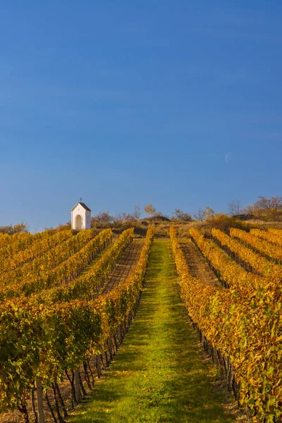 Winnica Kalwaria Pobliżu Hnanice Region Znojmo Morawy Południowe Czechy — Zdjęcie stockowe