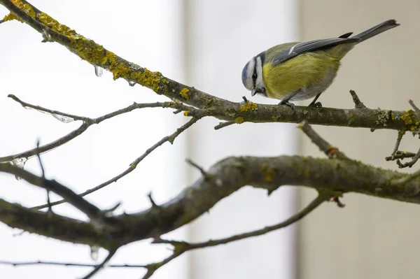 Great Tit National Park Podyji Southern Moravia Czech Republic — Zdjęcie stockowe