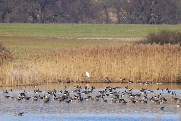 Great Goose Anser Anser Southern Bohemia Czech Republic — стокове фото