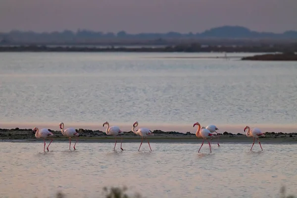 Flamingo Parc Naturel Regional Camargue Provence France — Stock Photo, Image