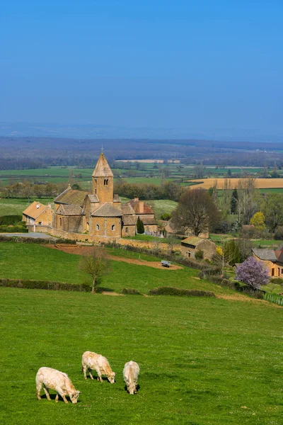 Frühlingslandschaft Mit Kühen Und Eglise Notre Dame Lancharre Bourgogne Frankreich — Stockfoto