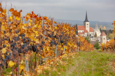 Avusturya, Aşağı Avusturya, Pulkau yakınlarında sonbaharda üzüm bağları