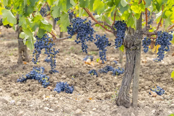 Redukcja Dojrzałych Winogron Produkcji Win Najwyższej Jakości Bordeaux Francja — Zdjęcie stockowe