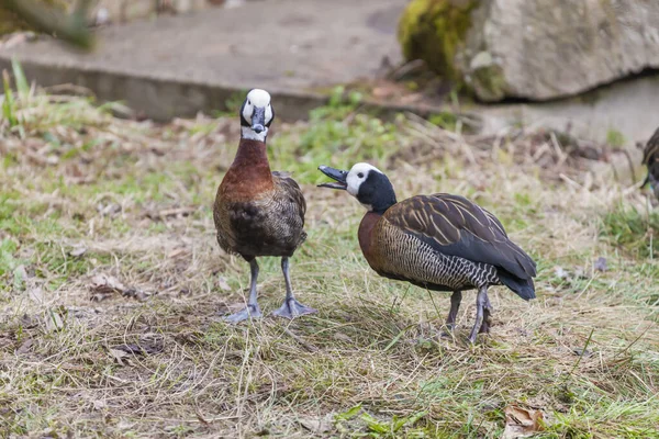 Zwei Enten Zoo Jihlava Tschechische Republik — Stockfoto