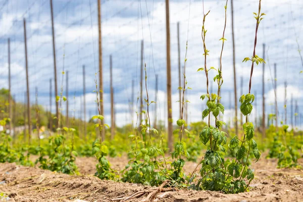 Campo Lúpulo Principios Primavera Cerca Zatec República Checa — Foto de Stock