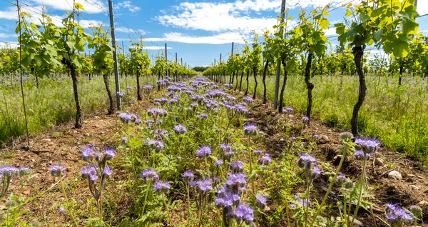 Espacement Floral Dans Vignoble Biologique Moravie République Tchèque — Photo