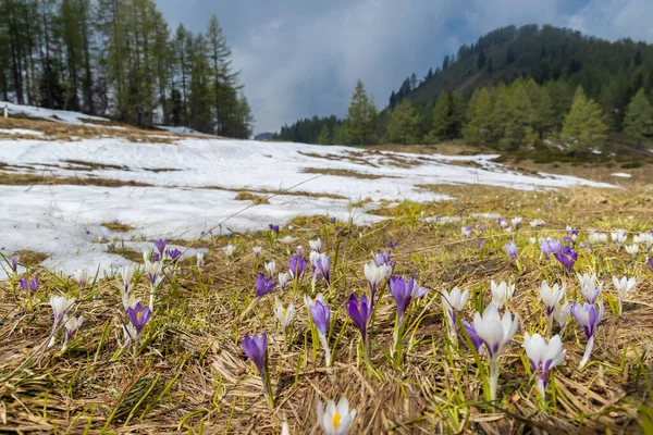 Early Spring Blooming Meadow Crocus Sella Rioda Alps Italy — Stock Photo, Image