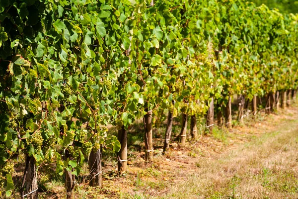 Vineyard South Jurancon France — Stock Photo, Image